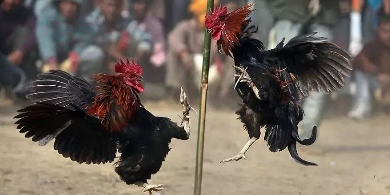 ĐÁ GÀ 2 Đá gà SIN88 cung cấp nhiều loại hình nổi bật