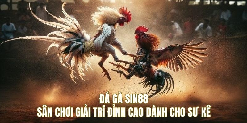 ĐÁ GÀ 1 Tìm hiểu sân chơi chọi kê tại nhà cái SIN88
