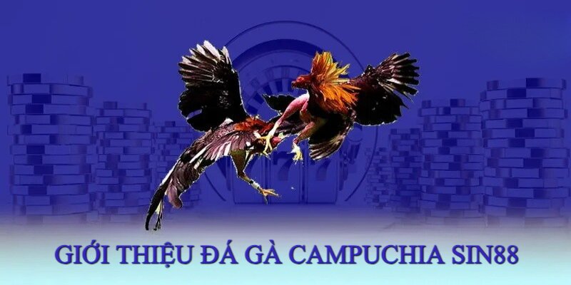 Đá Gà Campuchia - Sàn Đấu Đẳng Cấp Của Những Chiến Kê Hàng Đầu 1 Chọi gà Campuchia chuyên nghiệp, an toàn nên được nhiều hội viên yêu thích