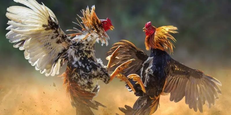 ĐÁ GÀ 3 Tham gia cược đá gà SIN88 nhận được nhiều khuyến mãi