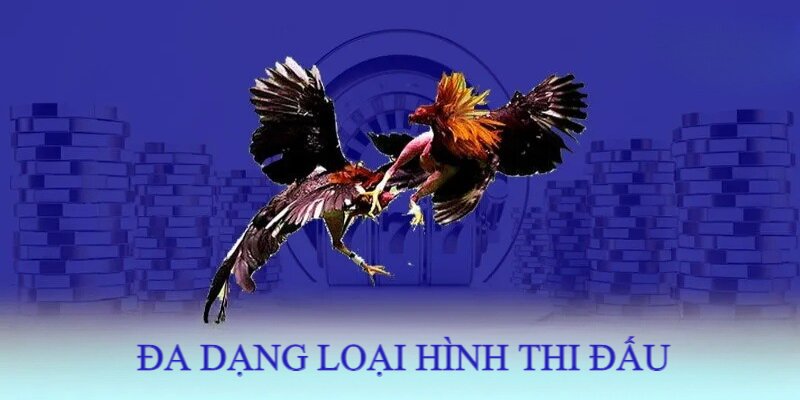 Đá Gà Campuchia - Sàn Đấu Đẳng Cấp Của Những Chiến Kê Hàng Đầu 2 Đa dạng loại hình đá gà Campuchia thỏa mãn nhu cầu của kê thủ